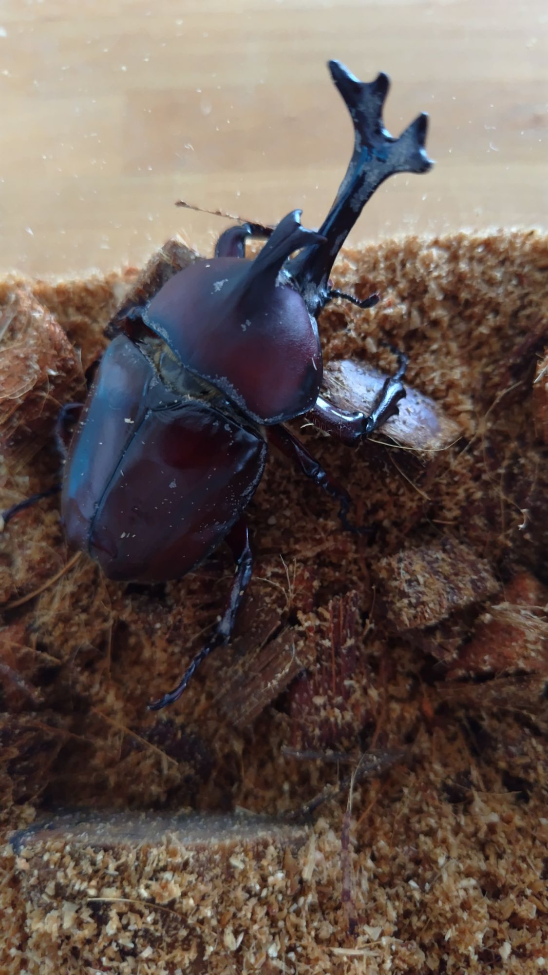 かぶと虫