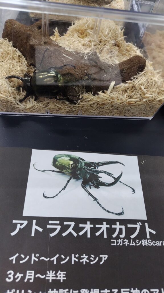 カブトムシかっこいい
